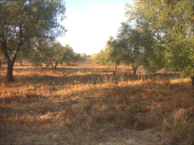 FINCA CAMINO NIEBLA ROCIANA 5.200€ - 3